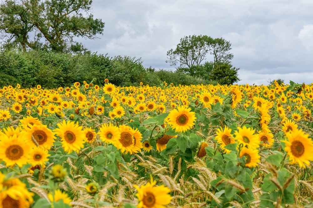 Sunflowers, Stainton le Vale